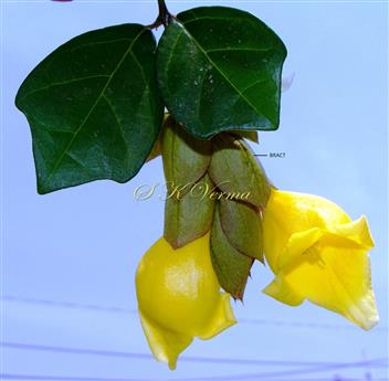  Leaves and Inflorescence